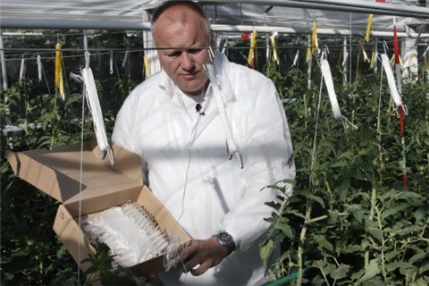 如何為番茄鉤選擇合適的吊蔓繩？